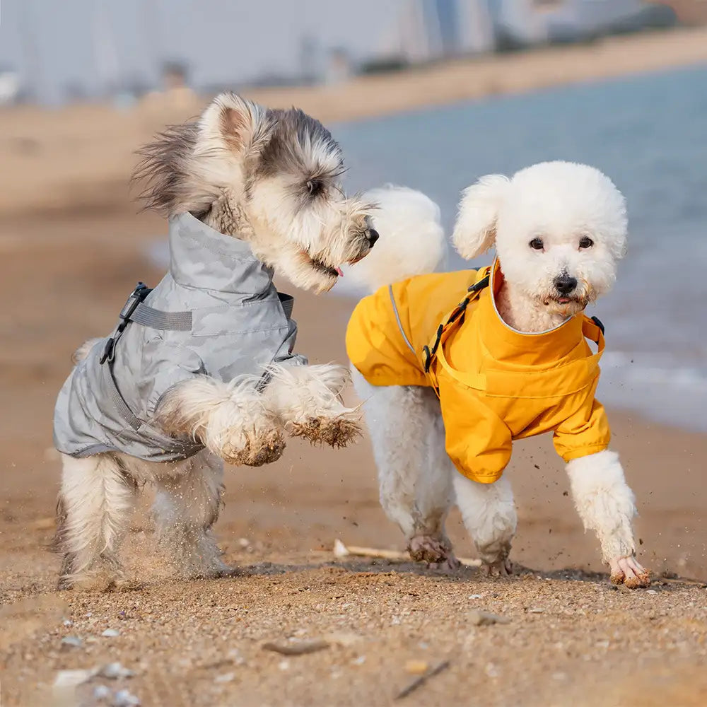 Dog Raincoat - Two small dogs move on a sandy beach, one in a light gray camouflage dog jacket and the other in a yellow dog jacket.