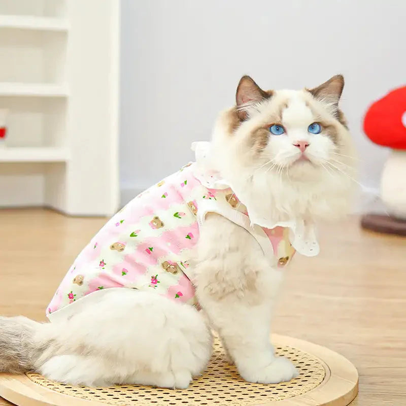 atmungsaktive haustierkleidung - Seitenansicht einer flauschigen Ragdoll-Katze in süßer rosa bedruckter Katzen-Harness-Weste in häuslicher Umgebung