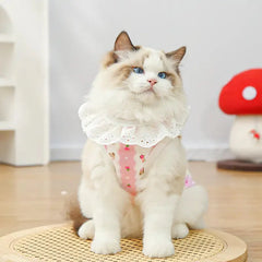 atmungsaktive haustierkleidung - Frontansicht einer blauäugigen Ragdoll-Katze mit rosa Spitzenkragen-Katzenoutfit auf runder Matte