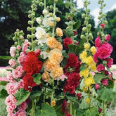 Double Hollyhock Seeds â€?Fall & Winter Planting, Perennial Blooms & Stunning Garden Elegance 🍂