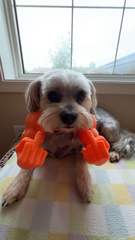 Funny Cat Muscle Arms Costume: 3D Printed Pet Accessory