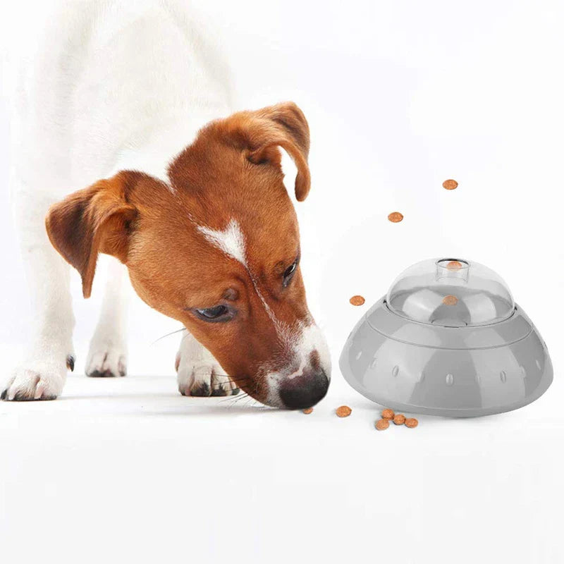 Pet Bowl - Small brown and white dog eating kibble dispensed from the slow feeder
