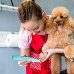 Trimmer - Groomer uses a light teal pet hair clipper to trim the paw fur of a small tan poodle