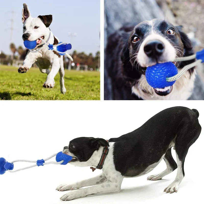 Three dogs play with blue chew ball suction cup tug toy in grassy and indoor settings