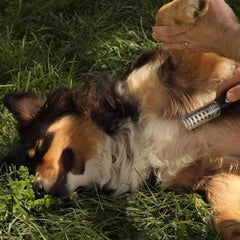Person verwendet eine Haustier-Pflegepinzette, um einen dreifarbigen Hund zu pflegen, der auf Gras liegt