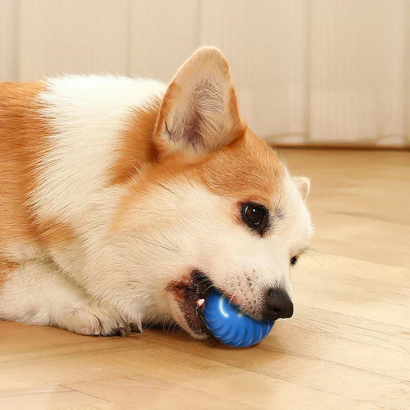 Perro corgi tumbado en suelo de madera mordiendo una pelota azul que rebota para perro