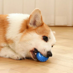 Perro corgi tumbado en suelo de madera mordiendo una pelota azul que rebota para perro