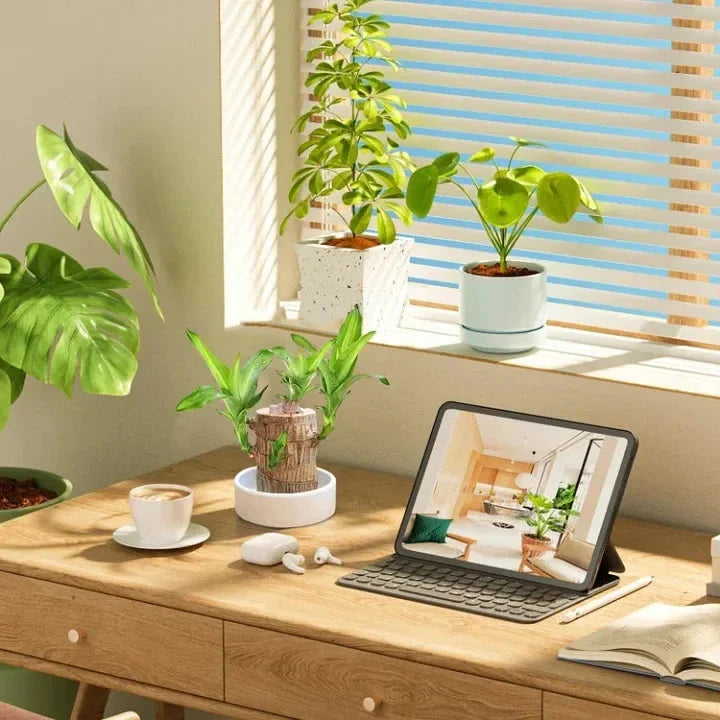 Fortune Brazil Wood Potted Plant