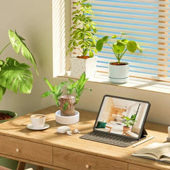 Fortune Brazil Wood Potted Plant