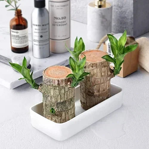 Fortune Brazil Wood Potted Plant
