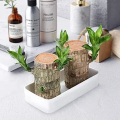 Fortune Brazil Wood Potted Plant