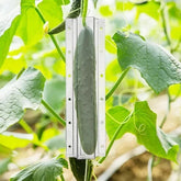 Cucumber Shaping Mold