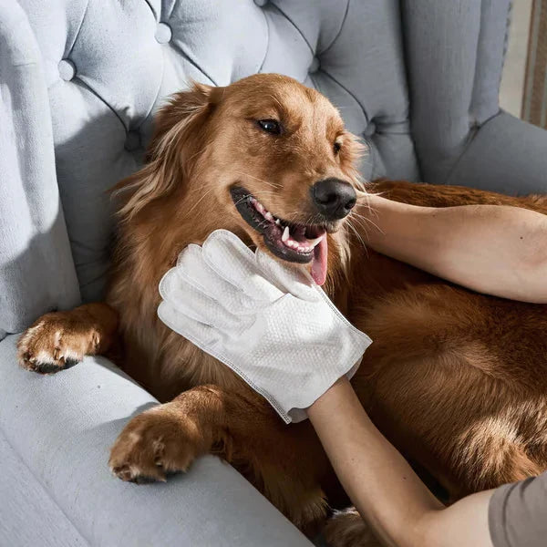 Pet Grooming Gloves - Person using a disposable grooming wipe to clean the chest of a relaxed golden retriever resting on a tufted armchair