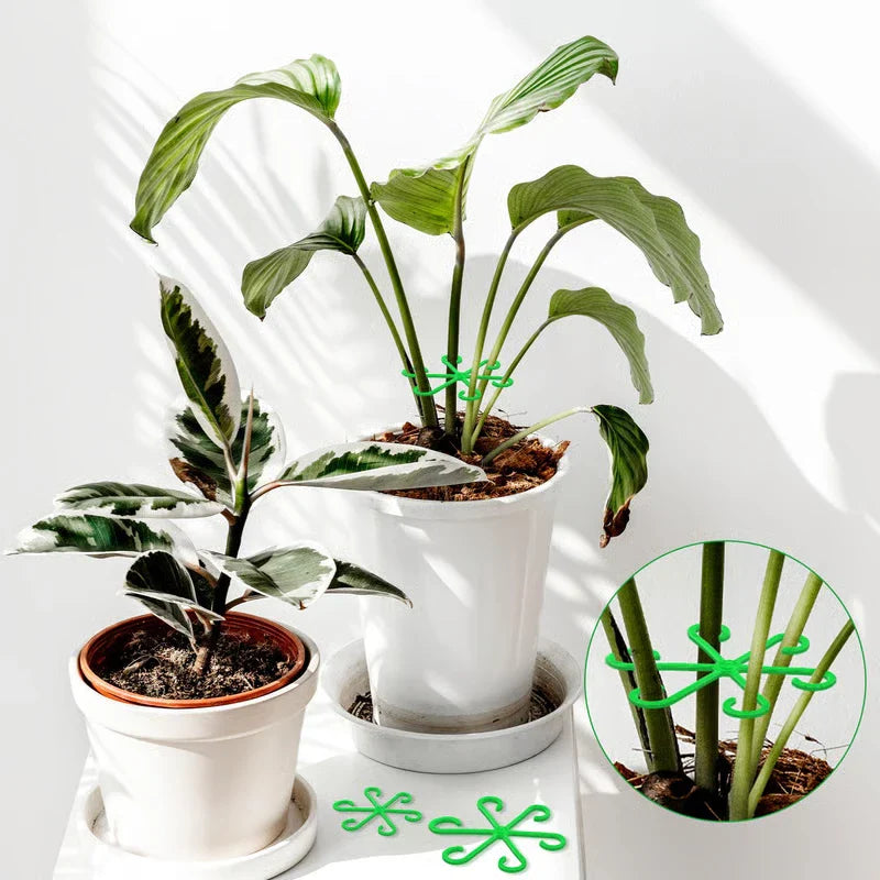 Two potted indoor plants with a green plant stem support securing the stems of the taller plant, plus two loose supports on the shelf, with a close-up detail inset
