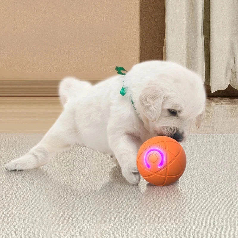Interactive Pet Ball Toy - Fluffy white puppy with green collar stands playfully over an orange glowing toy ball on a textured floor