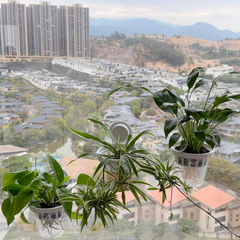 No Drill Suction Cup Hydroponic Planter