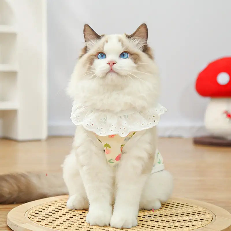 Pet pure cotton yarn breathable dog cat clothes to prevent hair loss - New HomeGoods