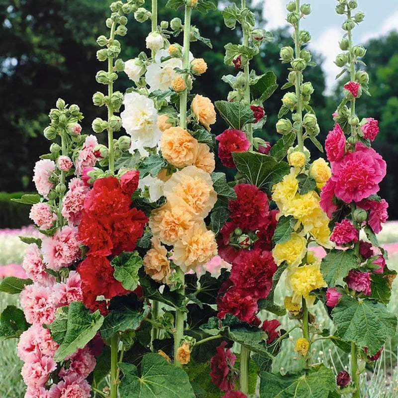 Double Hollyhock Seeds â€?Fall & Winter Planting, Perennial Blooms & Stunning Garden Elegance 🍂