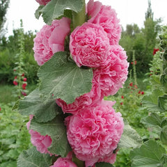 Double Hollyhock Seeds â€?Fall & Winter Planting, Perennial Blooms & Stunning Garden Elegance 🍂