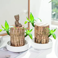 Fortune Brazil Wood Potted Plant
