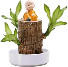Fortune Brazil Wood Potted Plant