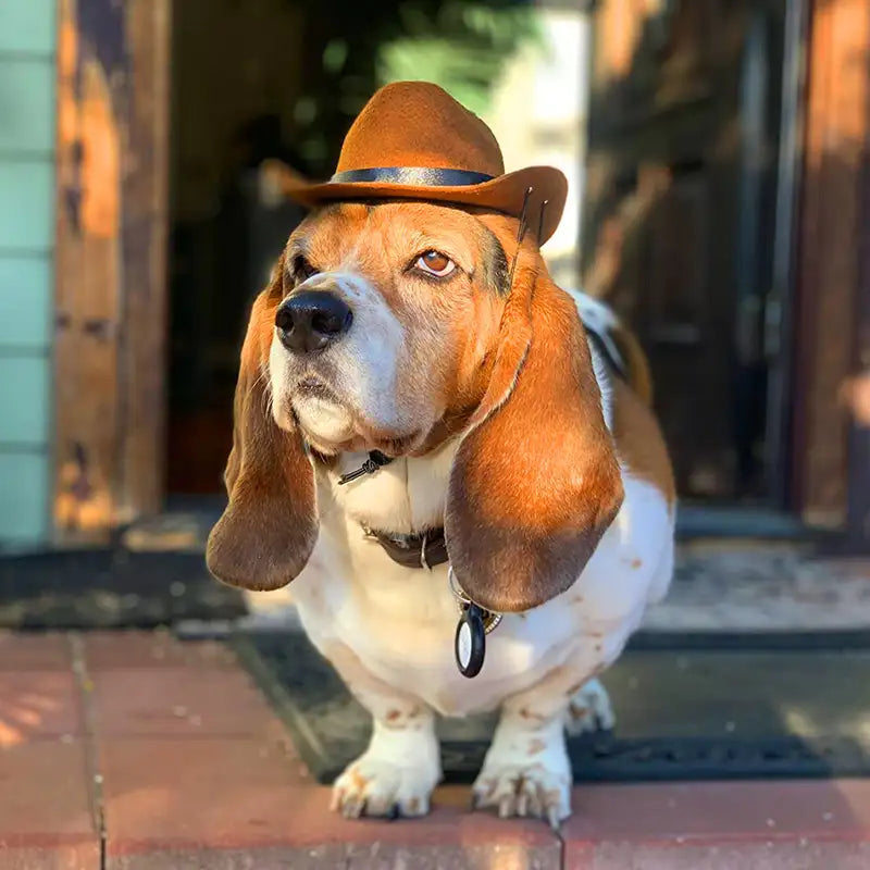 Cat & Dog Pet Western Cowboy Hat Vintage Triangle Scarf - New HomeGoods