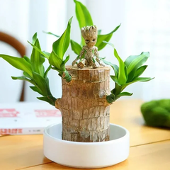 Fortune Brazil Wood Potted Plant