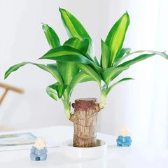 Fortune Brazil Wood Potted Plant