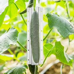 Cucumber Shaping Mold