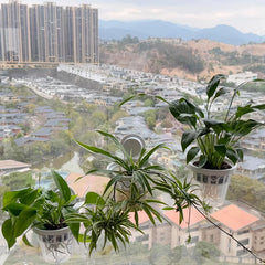 No Drill Suction Cup Hydroponic Planter
